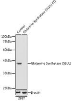 Glutamine Synthetase Antibody