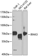 IRAK-M Antibody in Western Blot (WB)