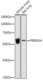 PRDM14 Antibody in Western Blot (WB)