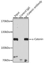 alpha Catenin Antibody in Immunoprecipitation (IP)