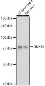 DDX3 Antibody in Western Blot (WB)