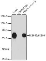 FKBP4 Antibody in Immunoprecipitation (IP)