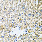 Epo Antibody in Immunohistochemistry (Paraffin) (IHC (P))