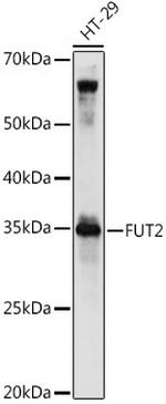 FUT2 Antibody in Western Blot (WB)