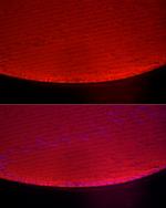 Alpha A Crystallin Antibody in Immunohistochemistry (Paraffin) (IHC (P))