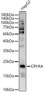 Alpha A Crystallin Antibody in Western Blot (WB)