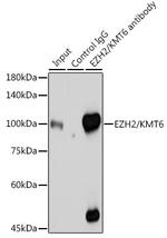 EZH2 Antibody in Immunoprecipitation (IP)