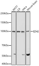 EZH2 Antibody in Western Blot (WB)