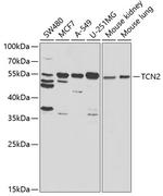 TCN2 Antibody in Western Blot (WB)