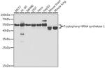 WARS Antibody in Western Blot (WB)