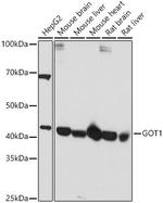 GOT1 Antibody in Western Blot (WB)