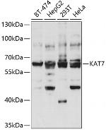 MYST2 Antibody in Western Blot (WB)