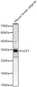 UCP1 Antibody in Western Blot (WB)