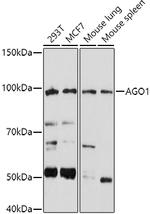 AGO1 Antibody in Western Blot (WB)