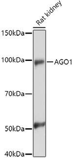 AGO1 Antibody in Western Blot (WB)