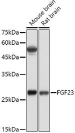 FGF23 Antibody in Western Blot (WB)