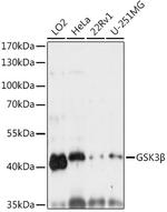 GSK3B Antibody in Western Blot (WB)