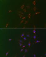 ADFP Antibody in Immunocytochemistry (ICC/IF)