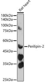 ADFP Antibody in Western Blot (WB)