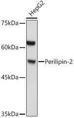 ADFP Antibody in Western Blot (WB)