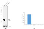 Melan-A Antibody in Western Blot (WB)