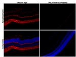 Synaptophysin Antibody in Immunohistochemistry (Paraffin) (IHC (P))