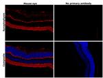 Synaptophysin Antibody in Immunohistochemistry (Paraffin) (IHC (P))