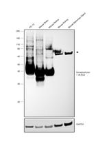 Synaptophysin Antibody in Western Blot (WB)