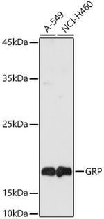 GRP Antibody in Western Blot (WB)