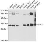 IMPA1 Antibody in Western Blot (WB)