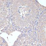 COX5A Antibody in Immunohistochemistry (Paraffin) (IHC (P))