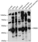 LZIP Antibody in Western Blot (WB)