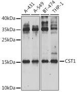 CST1 Antibody in Western Blot (WB)