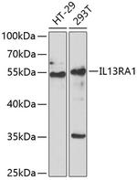 IL13RA1 Antibody in Western Blot (WB)