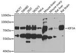 KIF3A Antibody in Western Blot (WB)