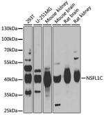 NSFL1C Antibody in Western Blot (WB)