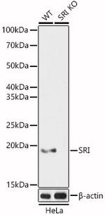 Sorcin Antibody in Western Blot (WB)