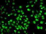 QKI Antibody in Immunocytochemistry (ICC/IF)