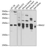 RRAS2 Antibody in Western Blot (WB)