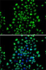 NTMT1 Antibody in Immunocytochemistry (ICC/IF)