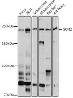 GCN2 Antibody in Western Blot (WB)