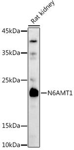 N6AMT1 Antibody in Western Blot (WB)