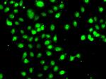 C/EBP gamma Antibody in Immunocytochemistry (ICC/IF)