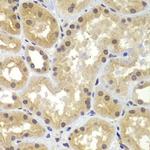 C/EBP gamma Antibody in Immunohistochemistry (Paraffin) (IHC (P))