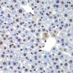 C/EBP gamma Antibody in Immunohistochemistry (Paraffin) (IHC (P))