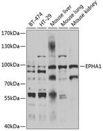 EphA1 Antibody in Western Blot (WB)