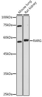 RAR gamma-1,2 Antibody in Western Blot (WB)