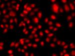 TEF5 Antibody in Immunocytochemistry (ICC/IF)