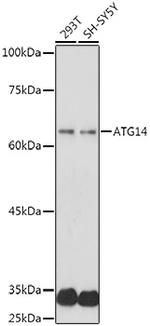 ATG14 Antibody in Western Blot (WB)