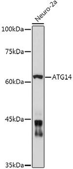 ATG14 Antibody in Western Blot (WB)